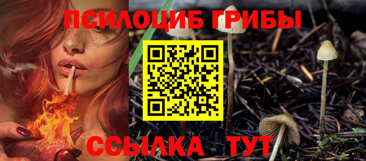 Псилоцибиновые грибы GOLDEN TEACHER  Вход с VPN  Моздок  Псилоцибиновые грибы прущие грибы 