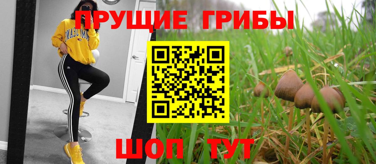 Псилоцибиновые грибы GOLDEN TEACHER Моздок